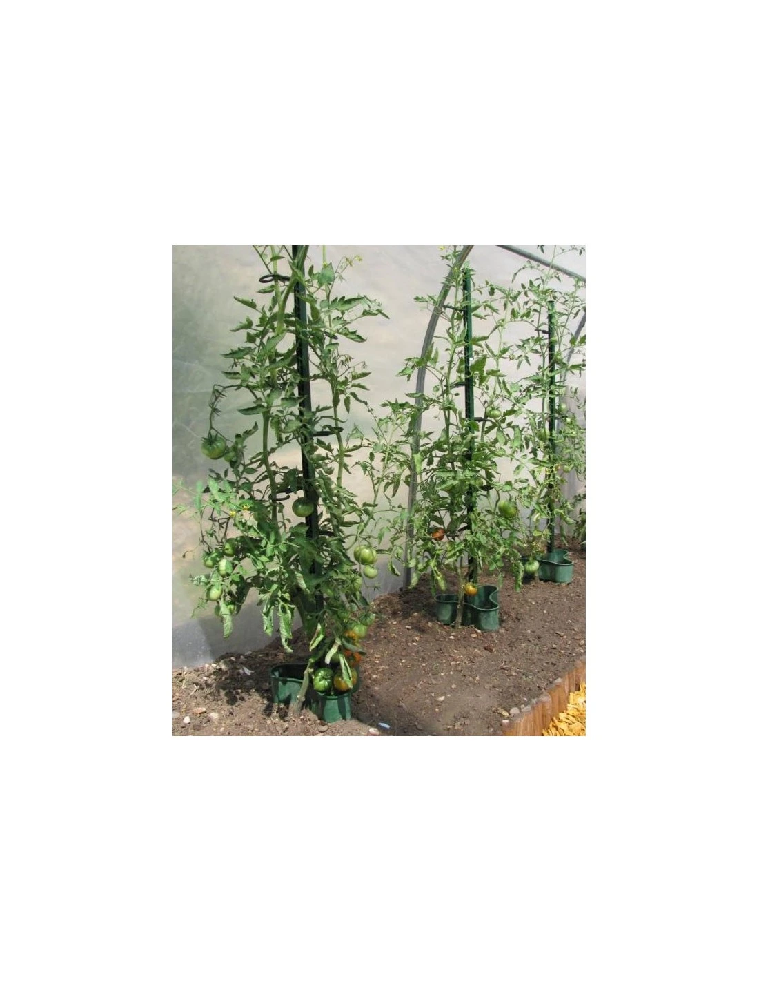 Tuteur à Tomate MIKADO 180 Cm - Vert 3 Tuteur à Tomate MIKADO 180 Cm - Vert